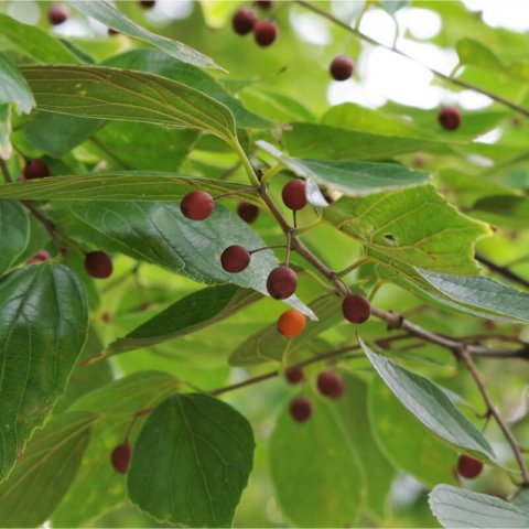 CELTIS SINENSIS