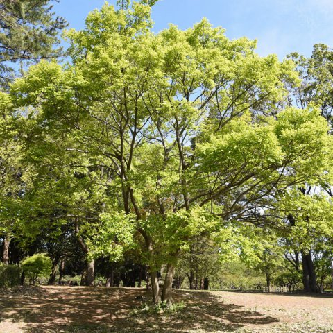 CELTIS SINENSIS - Chinese Hackberry