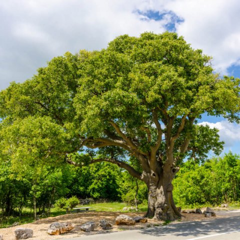 CELTIS AUSTRALIS - Mediteranean Hackberry #2