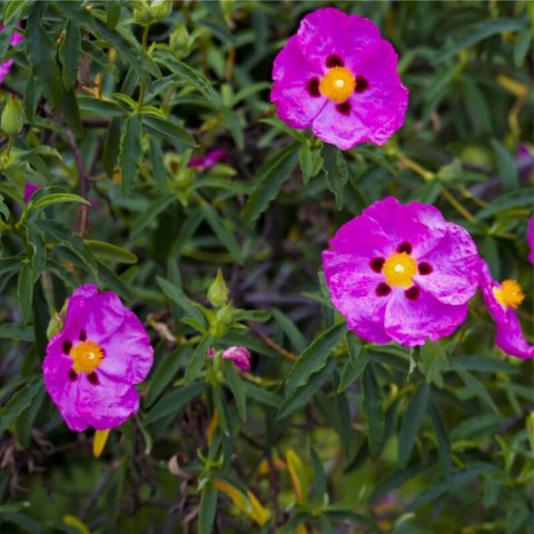 CISTUS x PURPUREUS