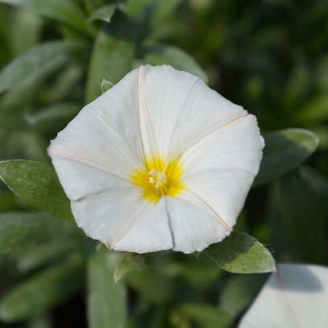 CONVOLVULUS CNEORUM - Campanilla plateada