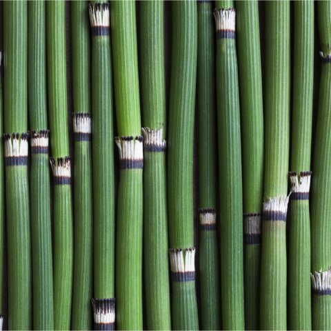 EQUISETUM HYEMALE - Common Horsetail #1