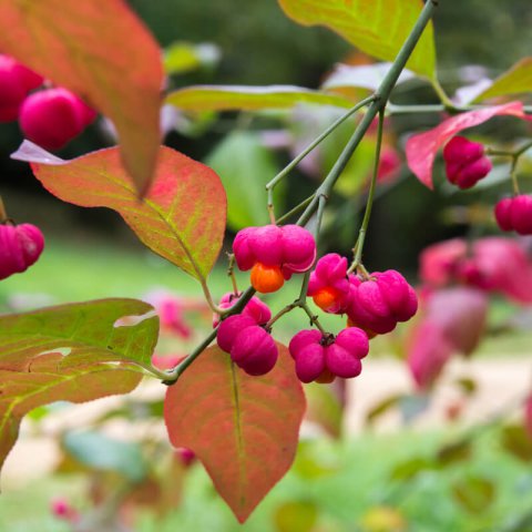 EUONYMUS EUROPAEUS Red Cascade