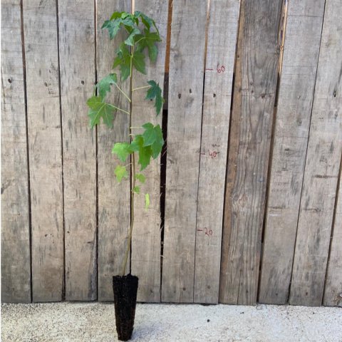 LIQUIDAMBAR STYRACIFLUA Alvolo - Plug - Motte