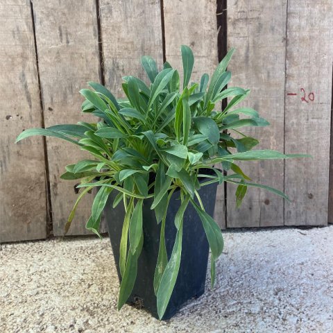 PENSTEMON STRICTUS M.1L