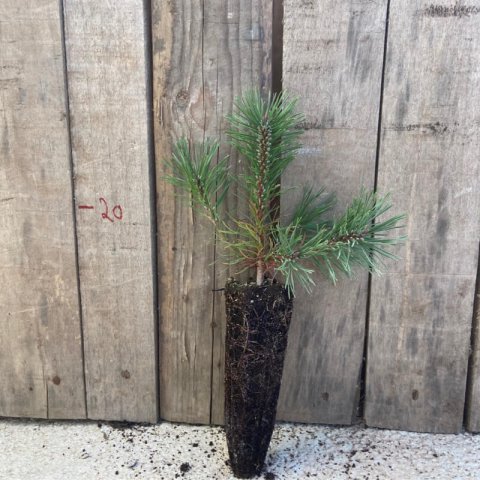 PINUS UNCINATA - Mountain Pine