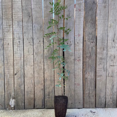 PISTACIA LENTISCUS - C.1,2L