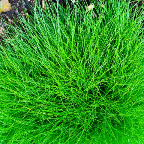 FESTUCA GAUTIERI subsp. SCOPARIA - Ftuque de Gautier