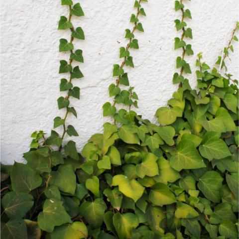 HEDERA ALGERIENSIS Bellecour - Algerian ivy, Canary ivy