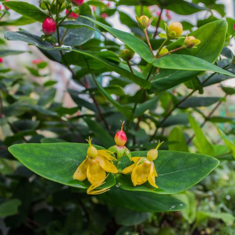 HYPERICUM HIDCOTE  - Aarons Beard Hidcote