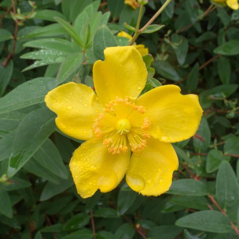 HYPERICUM HIDCOTE