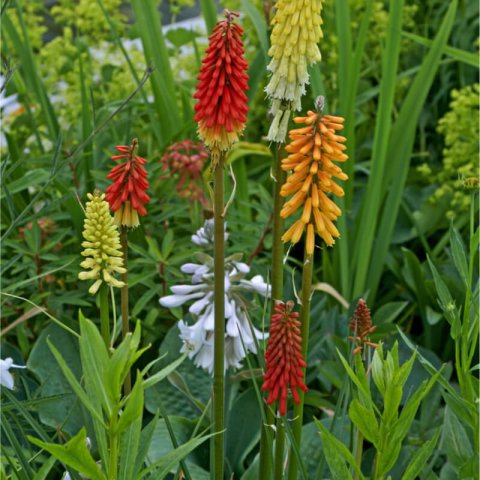 KNIPHOFIA UVARIA Flamenco