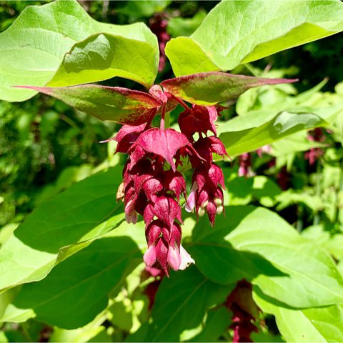 LEYCESTERIA FORMOSA Purple Rain