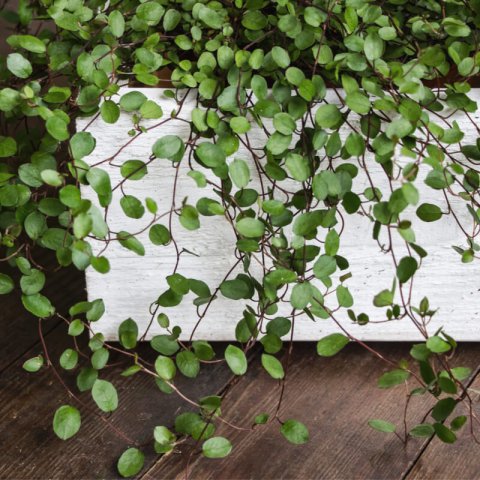 MUEHLENBECKIA COMPLEXA - Enredadera de alambre
