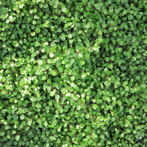 MUEHLENBECKIA COMPLEXA - Enredadera de alambre