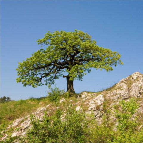 QUERCUS HUMILIS