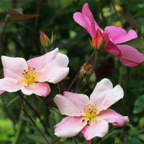 ROSA x ODORATA Mutabilis - Rose de Chine Mutabilis