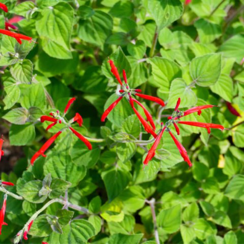 SALVIA ELEGANS