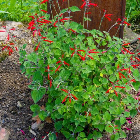 SALVIA ELEGANS