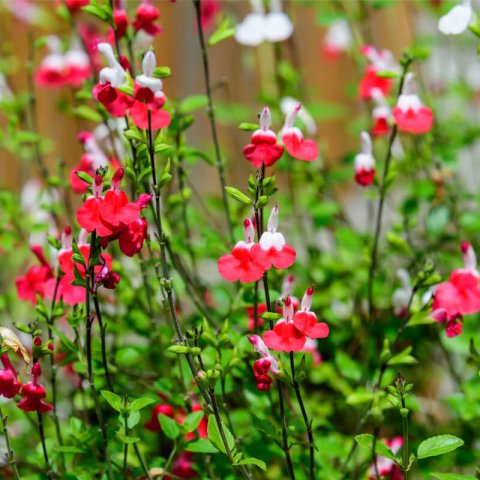 SALVIA MICROPHYLLA Hot Lips - Salvia Hot Lips