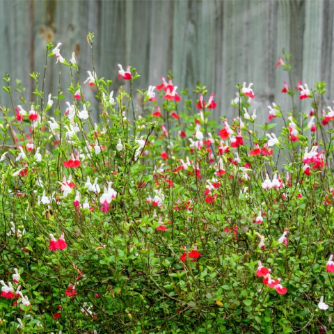 SALVIA MICROPHYLLA Hot Lips