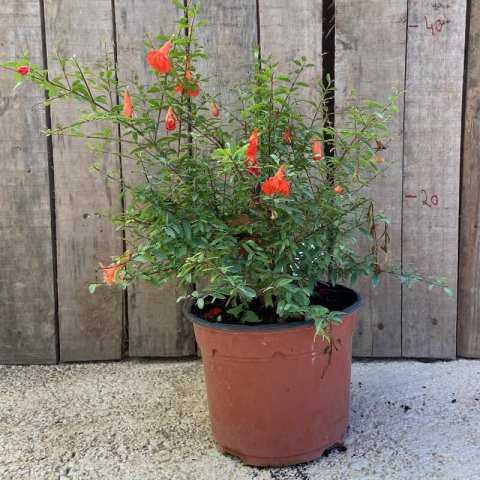 PUNICA GRANATUM NANA - M.2L