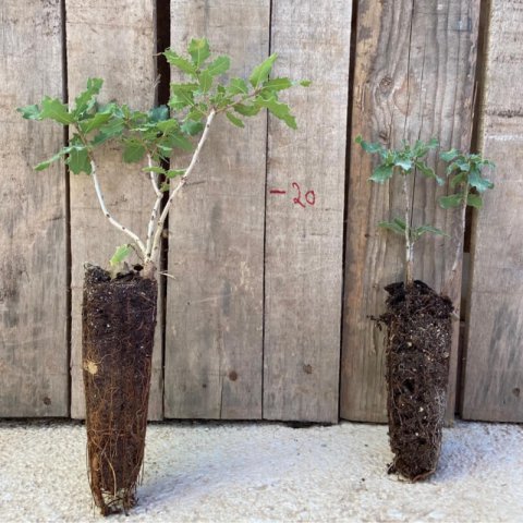 QUERCUS FAGINEA - Quejigo