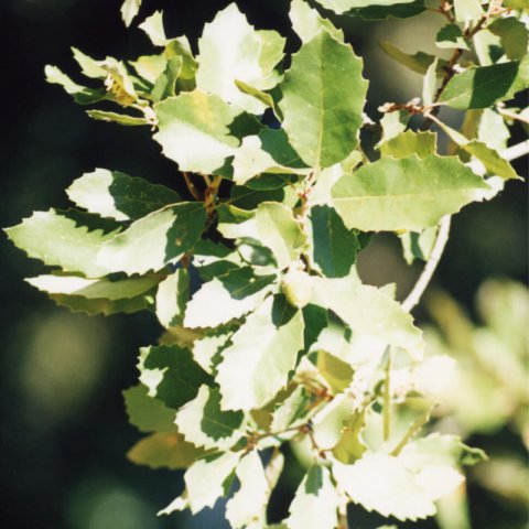 QUERCUS FAGINEA - Quejigo