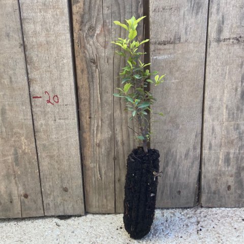 RHAMNUS ALATERNUS - Alveolo - Plug - Motte