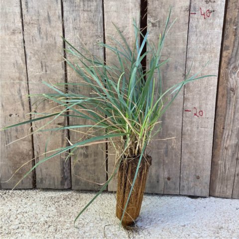 SESLERIA HEUFLERIANA - Zarza morisca #1
