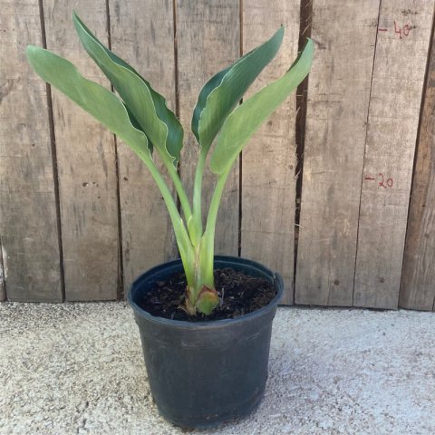 STRELITZIA REGINAE - M.2L