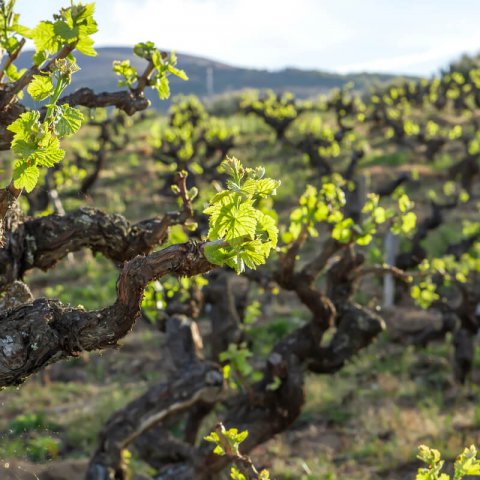 VITIS FRAGOLA NERA