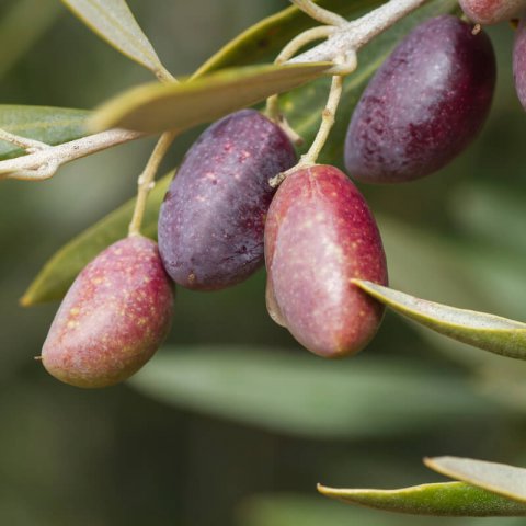 OLEA EUROPAEA var. Picual