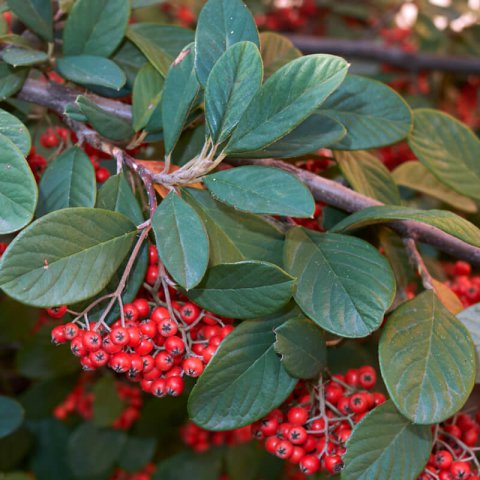 COTONEASTER LACTEUS - Griolera