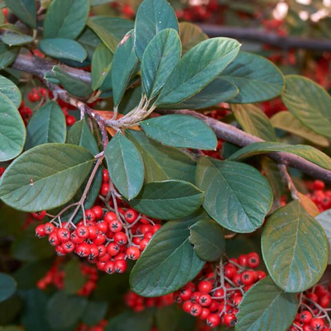 COTONEASTER LACTEUS - Milkflower cotoneaster