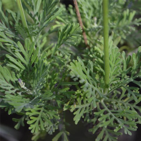 LAVANDULA MULTIFIDA