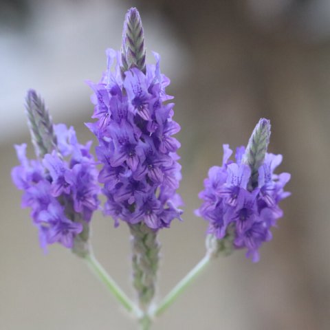 LAVANDULA MULTIFIDA