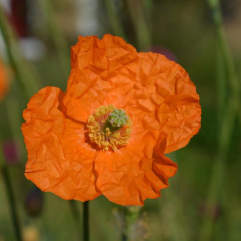 PAPAVER RUPIFRAGUM Orange