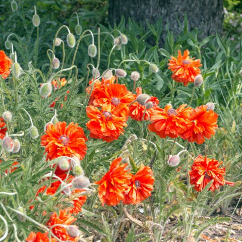 PAPAVER RUPIFRAGUM Orange