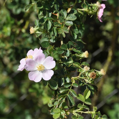 ROSA CANINA - Rosal Silvestre