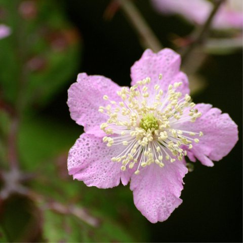 RUBUS ULMIFOLIUS - Zarzamora