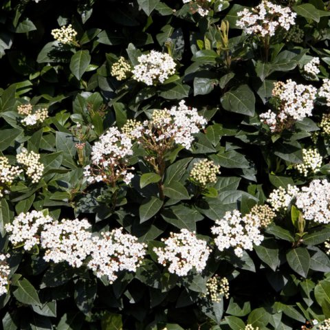 VIBURNUM TINUS - Durillo