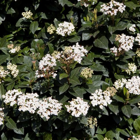 VIBURNUM TINUS - Laurustinus