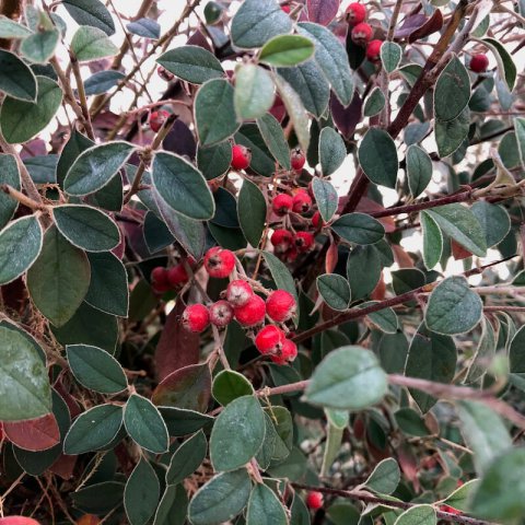COTONEASTER FRANCHETII - Cotonastre de Franchet