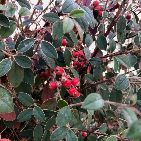 COTONEASTER FRANCHETII - Coral Pearls Hedging