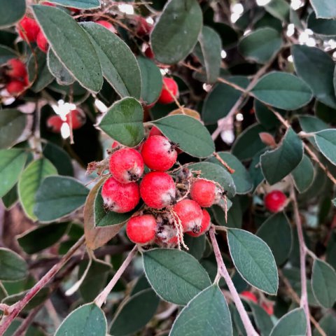 COTONEASTER FRANCHETII