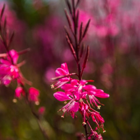 GAURA LINDHEIMERI Red Color - Red Gaura