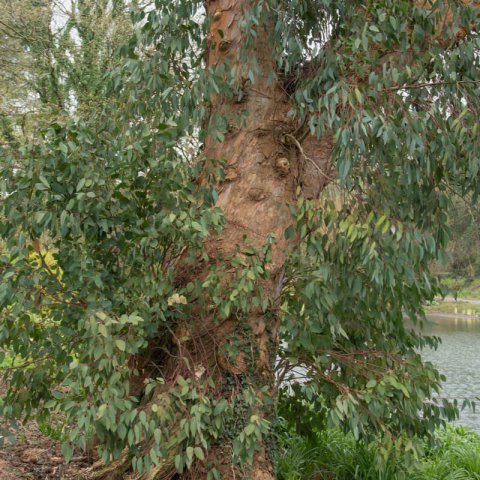 EUCALYPTUS DELEGATENSIS (E.gigantea)