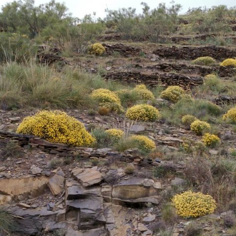 GENISTA UMBELLATA