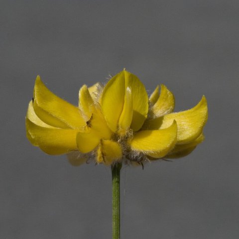 GENISTA UMBELLATA